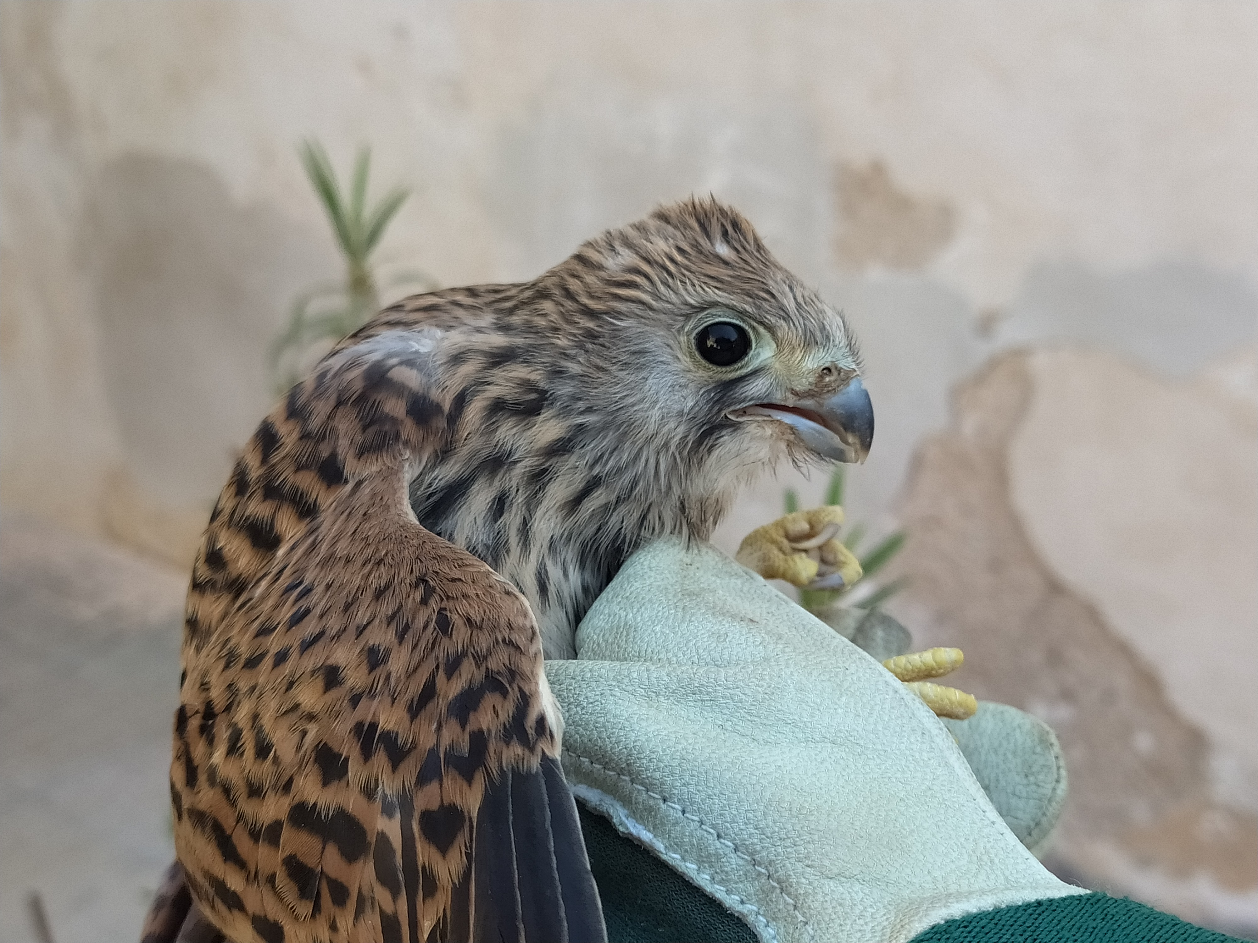 Fauna_Grillai01.jpeg Fauna_Grillai01.jpeg