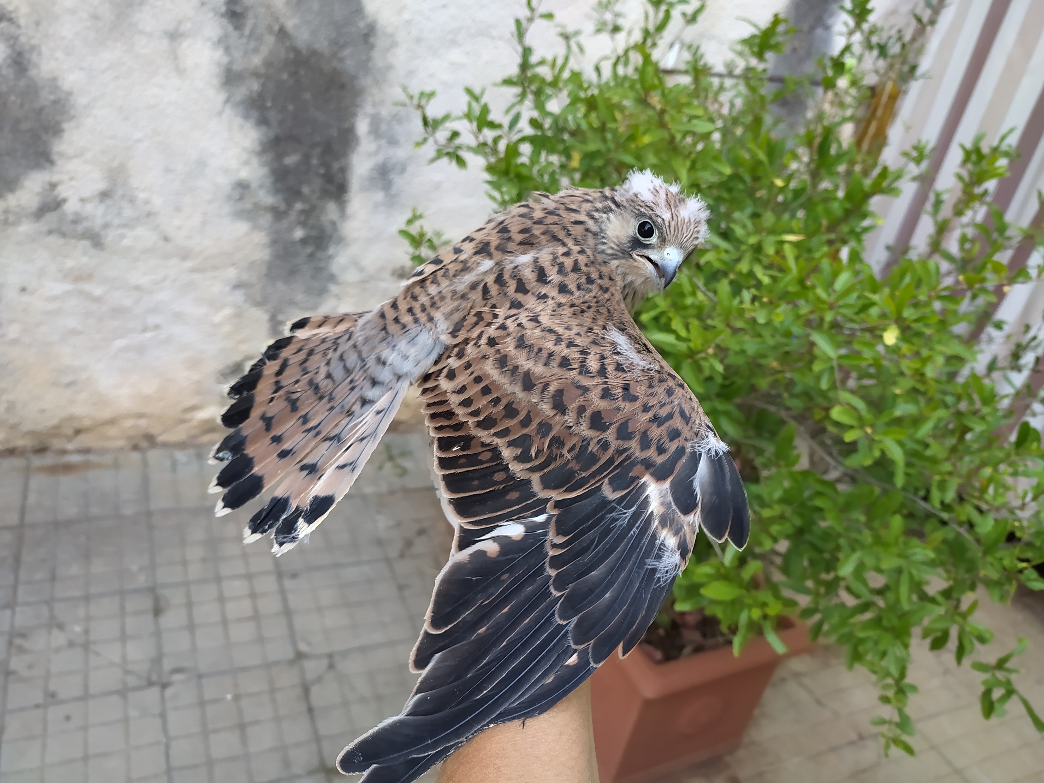 Fauna_Grillai02.jpeg Fauna_Grillai02.jpeg