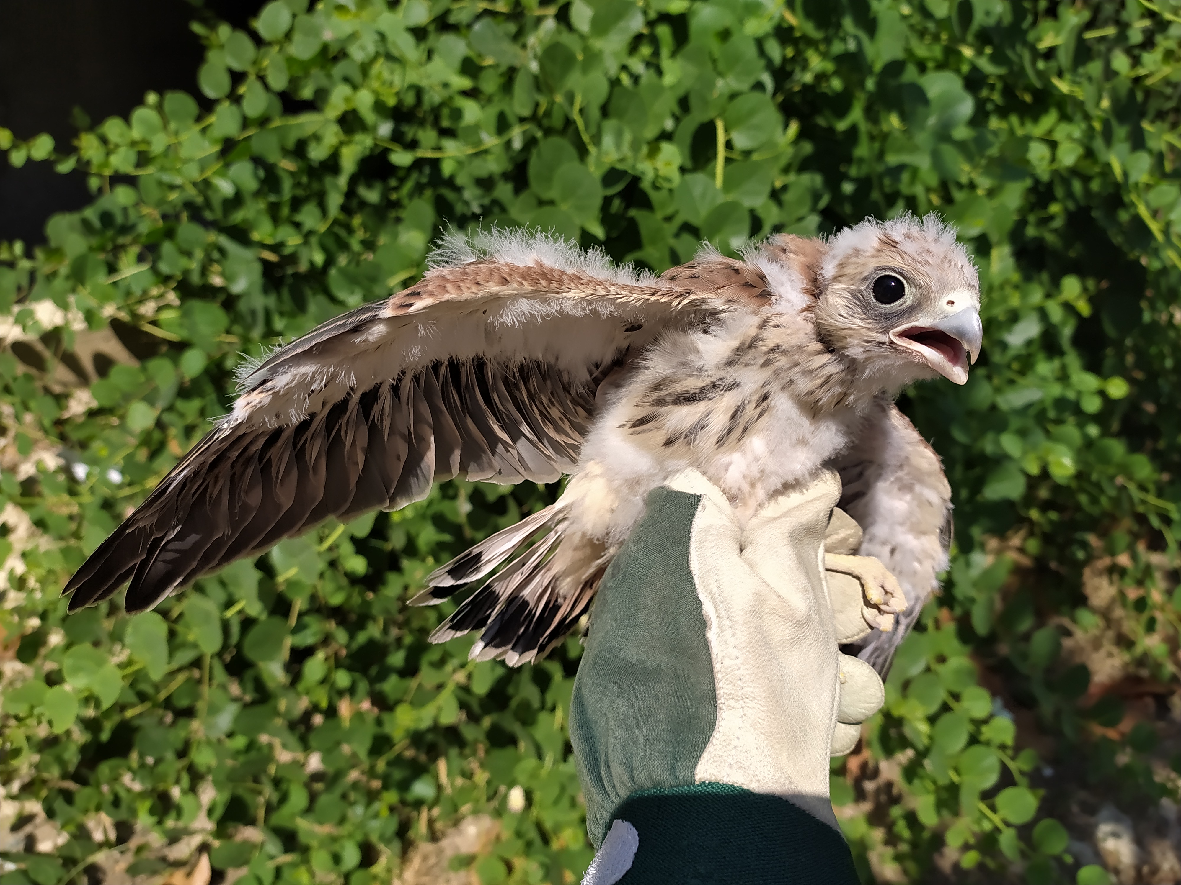 Fauna_Grillai03.jpeg Fauna_Grillai03.jpeg